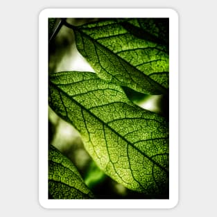 Green Leaf Veins Sticker